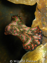 Swimming superbright neon flatworm.
Don't know the name,... by Wijnand Plekker 